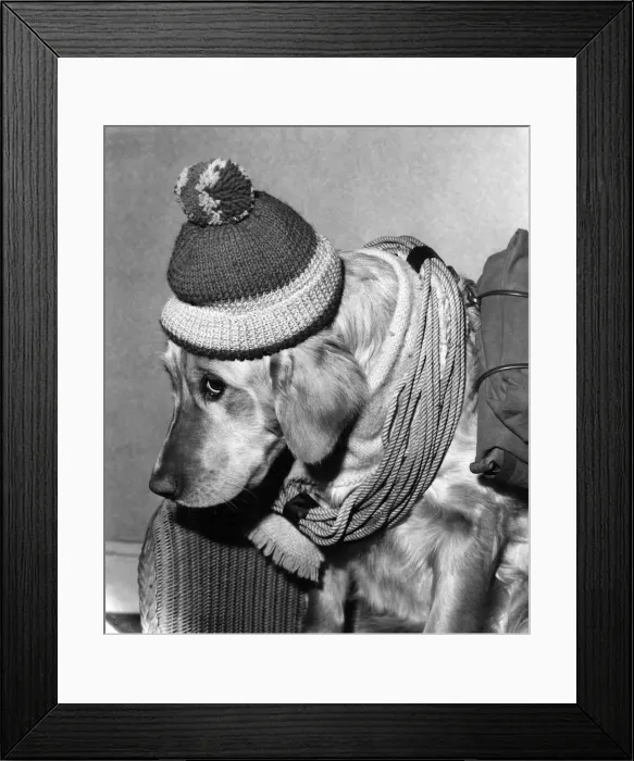 Framed Print : Mandy'the dog ready for mountaineering to slim