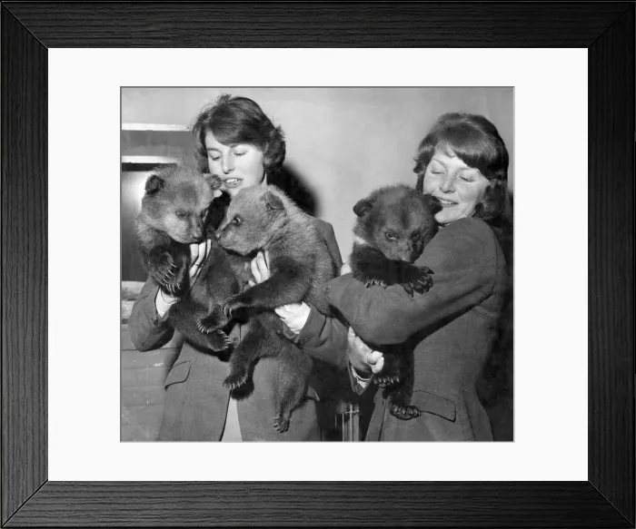Framed Print : Three nine-week-old brown European bear cubs pictured above at Whipsnade Zoo in the arms Framed Print : Three nine-week-old brown European bear cubs pictured above at Whipsnade Zoo in the arms