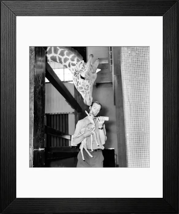 Framed Print : Giraffes are among the most inquisitive creatures at London Zoo Framed Print : Giraffes are among the most inquisitive creatures at London Zoo