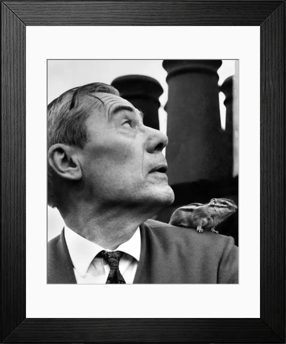 Framed Print : Juku the chipmunk on his masters shoulder, Mr. Helemar on the roof tops Framed Print : Juku the chipmunk on his masters shoulder, Mr. Helemar on the roof tops