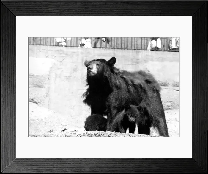 Framed Print : The three-some, three Black bears called Daphne, Chloe and Montmorency played games with Framed Print : The three-some, three Black bears called Daphne, Chloe and Montmorency played games with