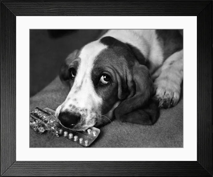 Framed Print : Sad looking hound dog Pattie resting at home. September 1971 P007448 Framed Print : Sad looking hound dog Pattie resting at home. September 1971 P007448