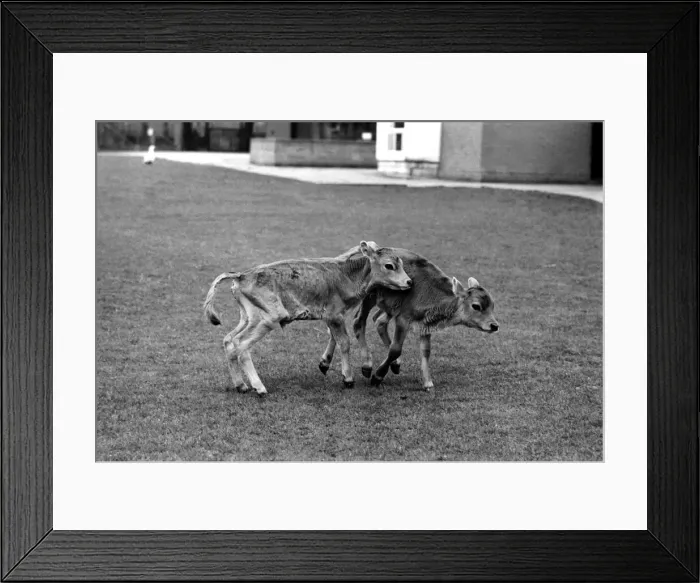 Framed Print : Two calves playing in pets corner at Chessington Zoo. April 1975 Framed Print : Two calves playing in pets corner at Chessington Zoo. April 1975