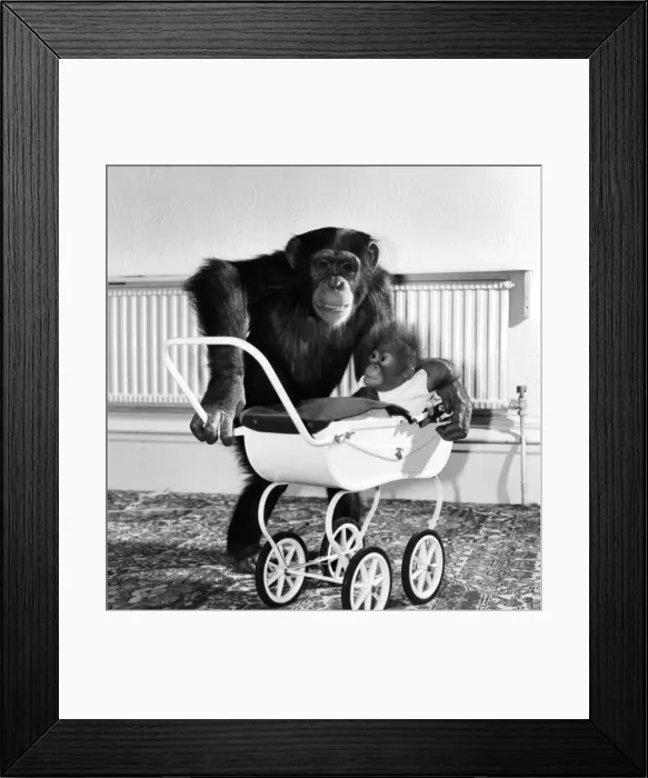 Framed Print : Chimp and Orang-Utang: Little Butterfly': Everyone lends a hand to rear Framed Print : Chimp and Orang-Utang: Little Butterfly': Everyone lends a hand to rear