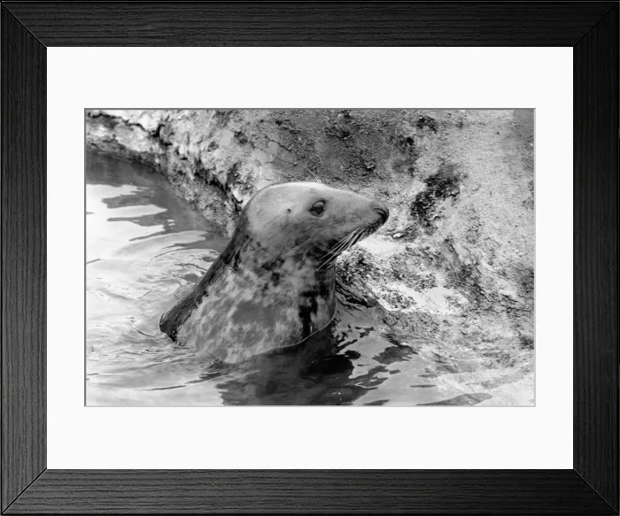 Framed Print : Sammy the seal at London Zoo. February 1975 75-00951 Framed Print : Sammy the seal at London Zoo. February 1975 75-00951