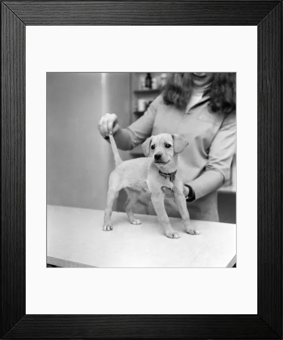 Framed Print : Lucky'the fighter. Cross bred labrador pup at Battersea Dogs Home