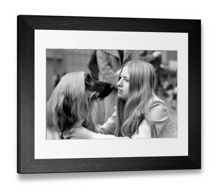 Framed Print : Olympia: Crufts Dog Snow. February 1975 75-00744-002