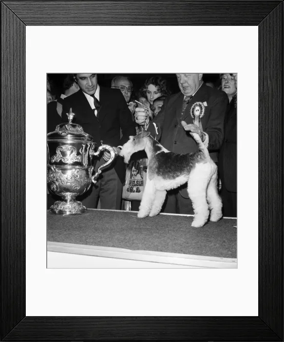 Framed Print : Crufts. Dog winner. February 1975 75-00769-009 Framed Print : Crufts. Dog winner. February 1975 75-00769-009
