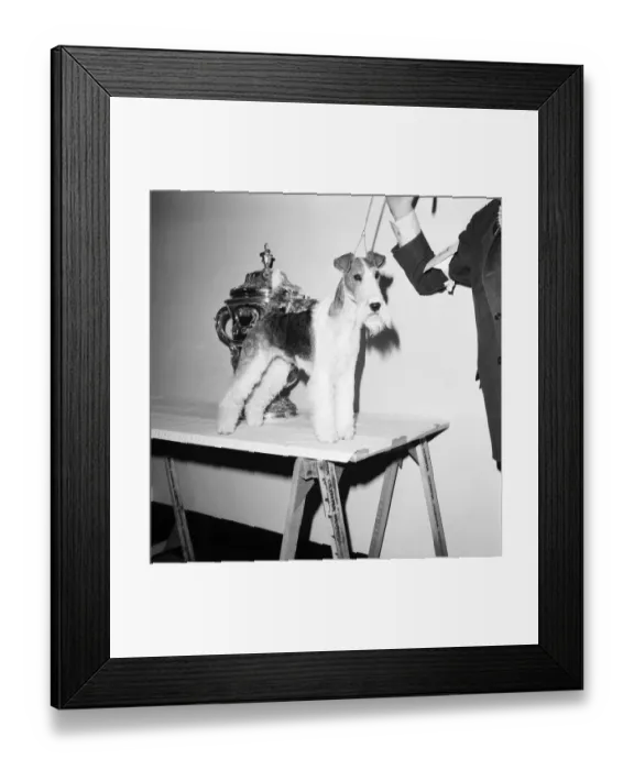 Framed Print : Crufts. Dog winner. February 1975 75-00769