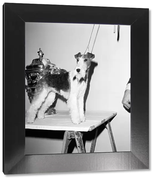 Crufts. Dog winner. February 1975 75-00769-002
