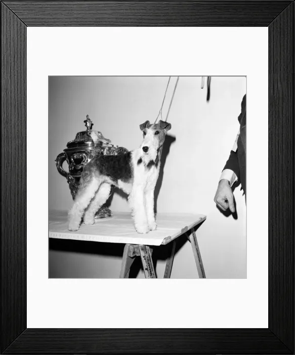 Framed Print : Crufts. Dog winner. February 1975 75-00769-002 Framed Print : Crufts. Dog winner. February 1975 75-00769-002