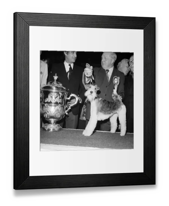 Framed Print : Crufts. Dog winner. February 1975 75-00769-004 Framed Print : Crufts. Dog winner. February 1975 75-00769-004