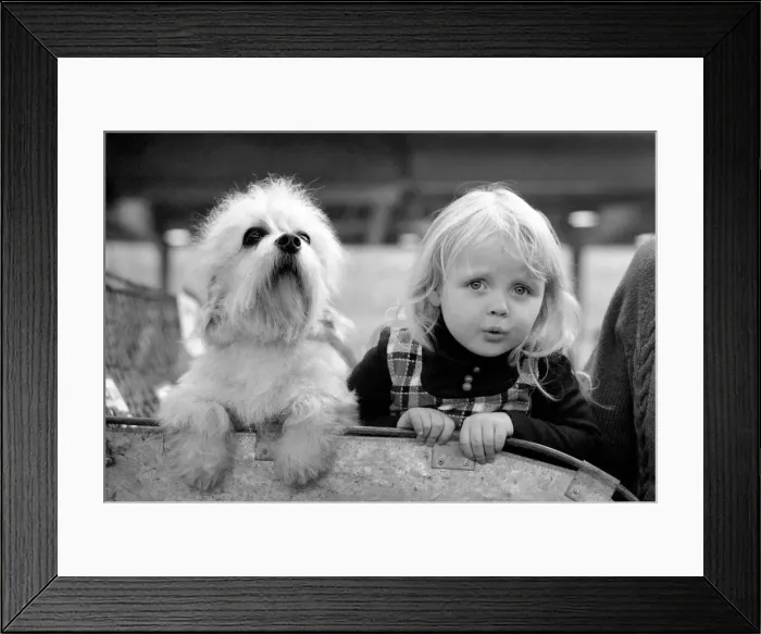 Framed Print : Olympia: Crufts Dog Snow. February 1975 75-00744-005