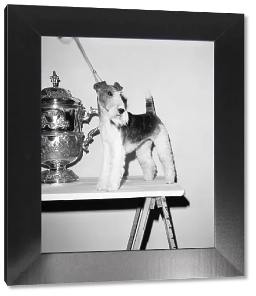 Crufts. Dog winner. February 1975 75-00769-007
