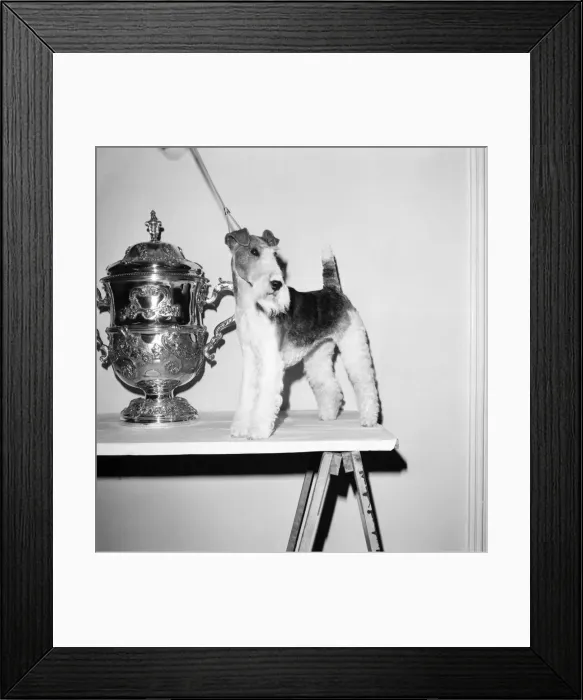 Framed Print : Crufts. Dog winner. February 1975 75-00769-007 Framed Print : Crufts. Dog winner. February 1975 75-00769-007