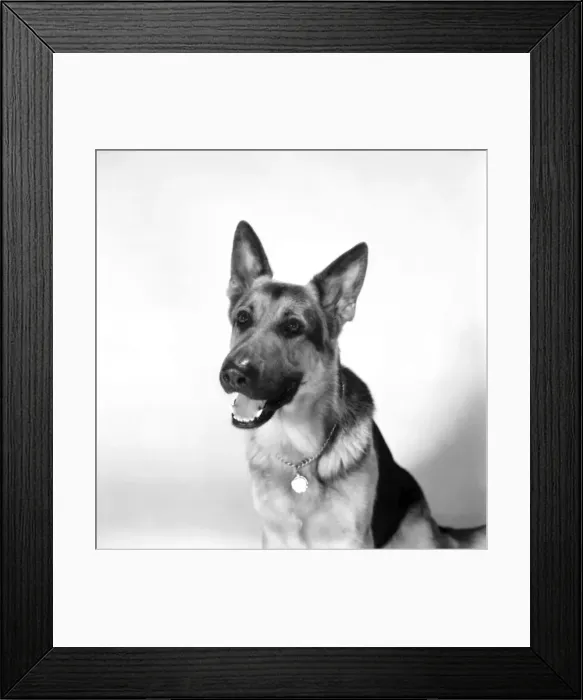 Framed Print : Dog. Saxon'Alsation. February 1975 75-00718-001 Framed Print : Dog. Saxon'Alsation. February 1975 75-00718-001