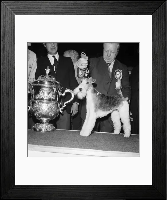 Framed Print : Crufts. Dog winner. February 1975 75-00769-008 Framed Print : Crufts. Dog winner. February 1975 75-00769-008