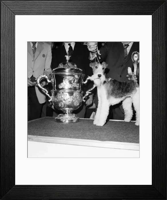Framed Print : Crufts. Dog winner. February 1975 75-00769-005