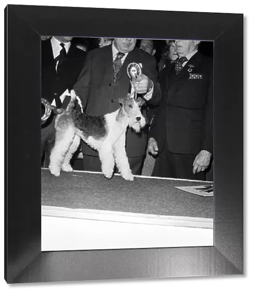 Crufts. Dog winner. February 1975 75-00769-001