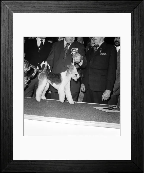 Framed Print : Crufts. Dog winner. February 1975 75-00769-001 Framed Print : Crufts. Dog winner. February 1975 75-00769-001