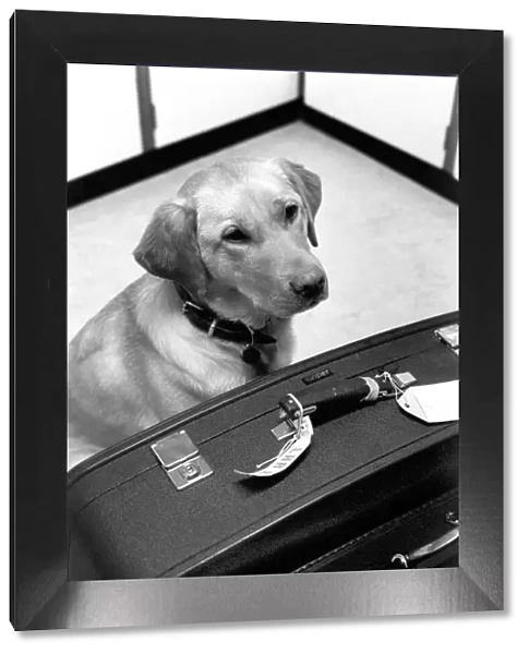 Chumley the dog. January 1975 75-00526-001