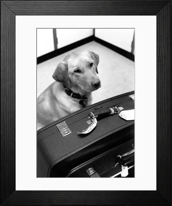 Framed Print : Chumley the dog. January 1975 75-00526-001 Framed Print : Chumley the dog. January 1975 75-00526-001