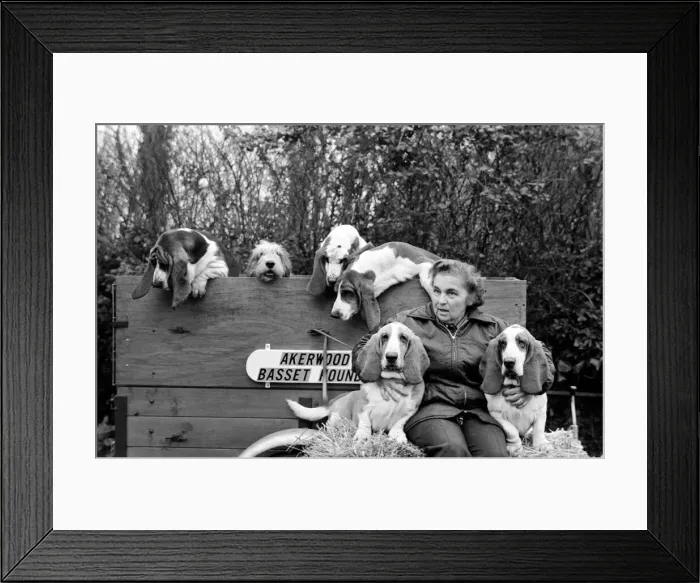 Framed Print : Mrs. Joan Walker and Dogs: Mrs. Joan Walker of Reading has got a record at Cruft