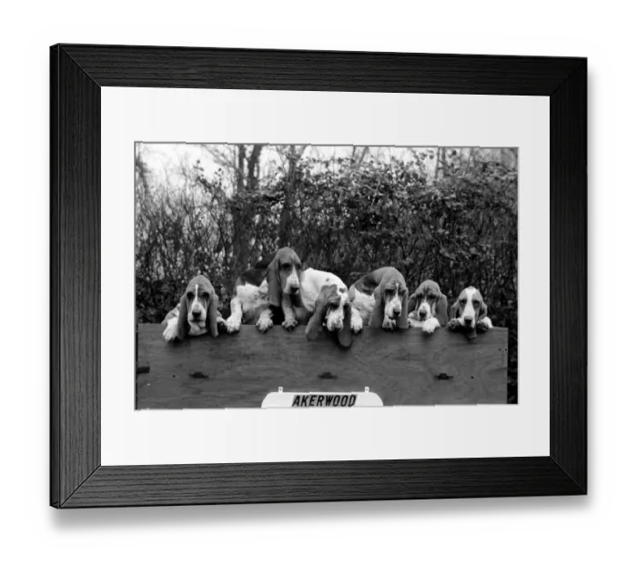 Framed Print : Mrs. Joan Walker and Dogs: Mrs. Joan Walker of Reading has got a record at Cruft Framed Print : Mrs. Joan Walker and Dogs: Mrs. Joan Walker of Reading has got a record at Cruft