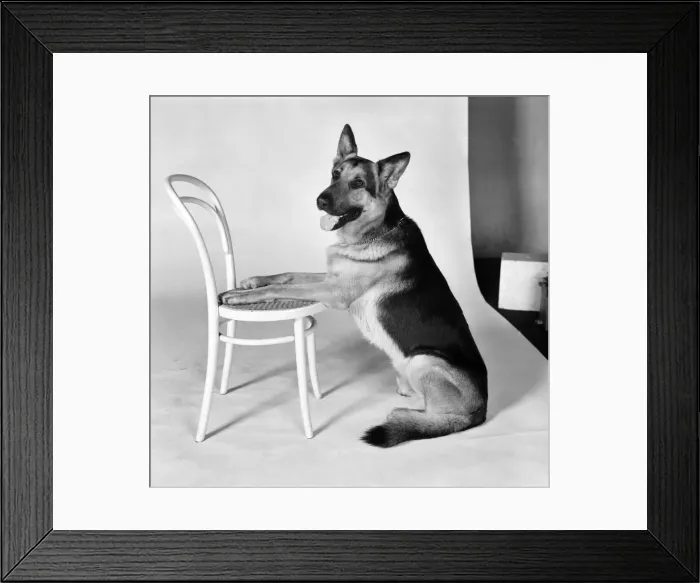 Framed Print : Dog. Saxon'Alsation. February 1975 75-00718-002 Framed Print : Dog. Saxon'Alsation. February 1975 75-00718-002