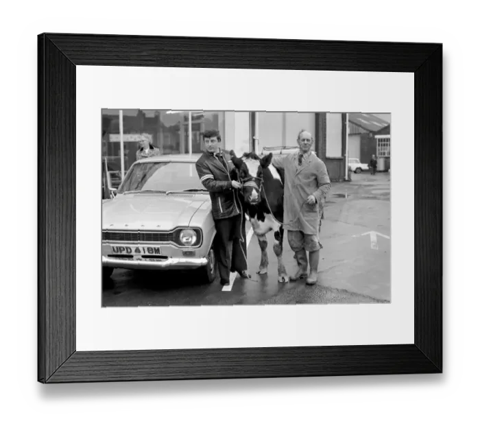 Framed Print : Cow for car. Searles of Worthing, car dealers, take anything in part exchange for a car