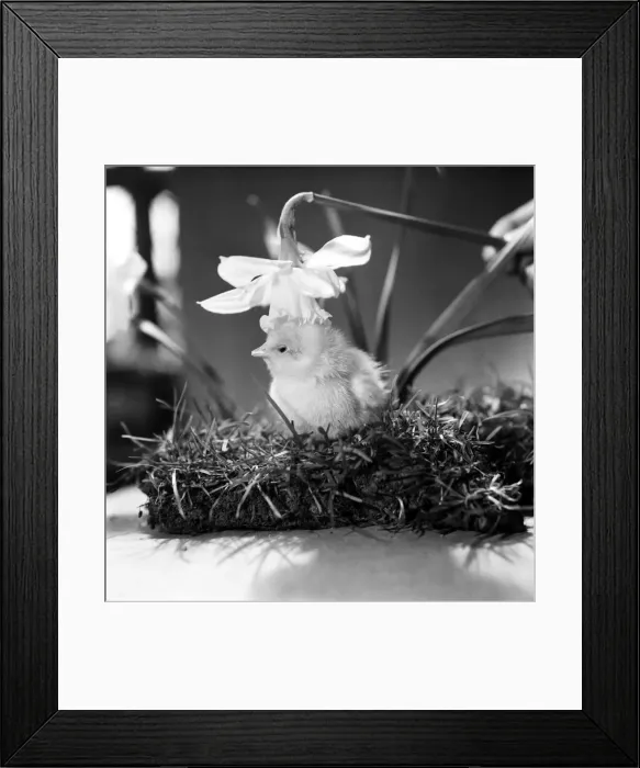 Framed Print : A touch of Spring. Chick and Daffodil. January 1975 75-00527-003