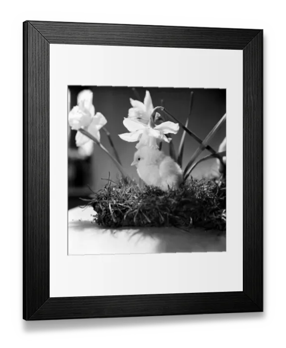 Framed Print : A touch of Spring. Chick and Daffodil. January 1975 75-00527 Framed Print : A touch of Spring. Chick and Daffodil. January 1975 75-00527