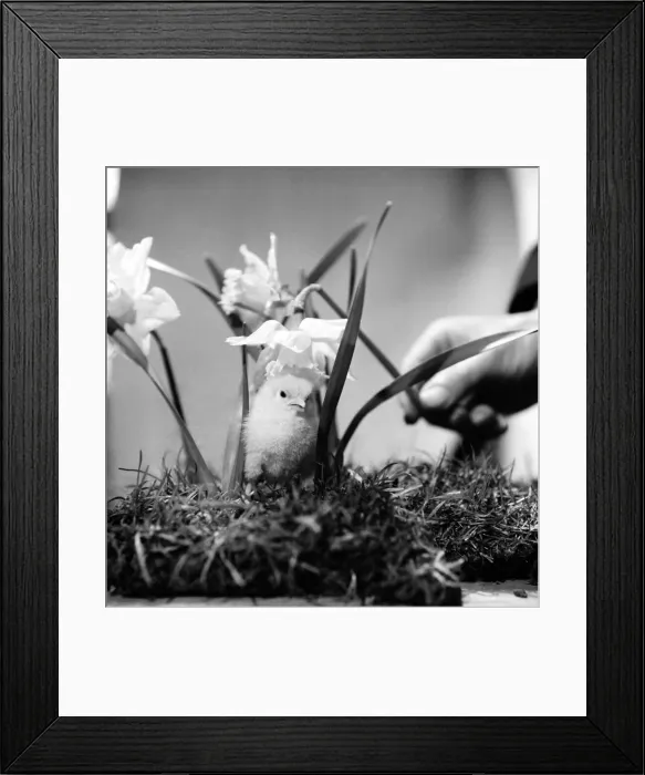 Framed Print : A touch of Spring. Chick and Daffodil. January 1975 75-00527-001 Framed Print : A touch of Spring. Chick and Daffodil. January 1975 75-00527-001