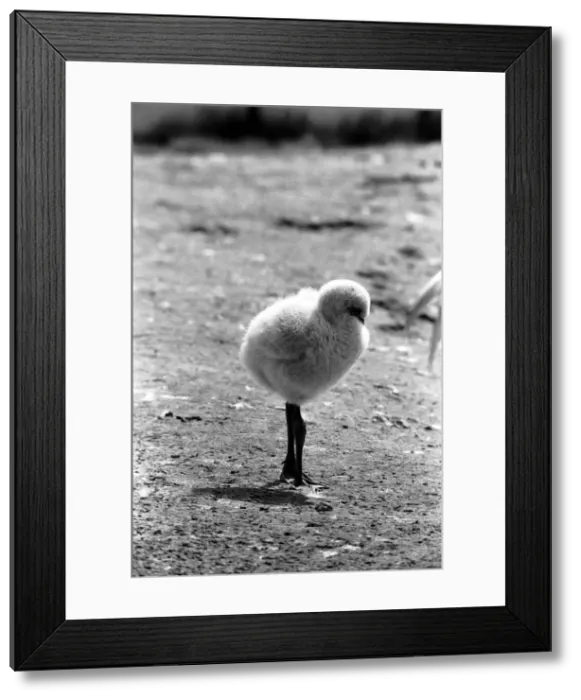 Framed Print : Freddie the Flamingo: A little ball of fluff, a real puzzler