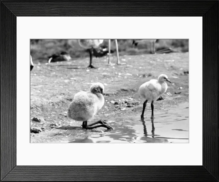 Framed Print : Freddie the Flamingo: A little ball of fluff, a real puzzler