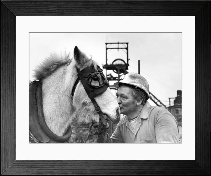 Framed Print : A farewell kiss for Pip from horse-keeper Alan Graham at Durhams Sacriston Colliery