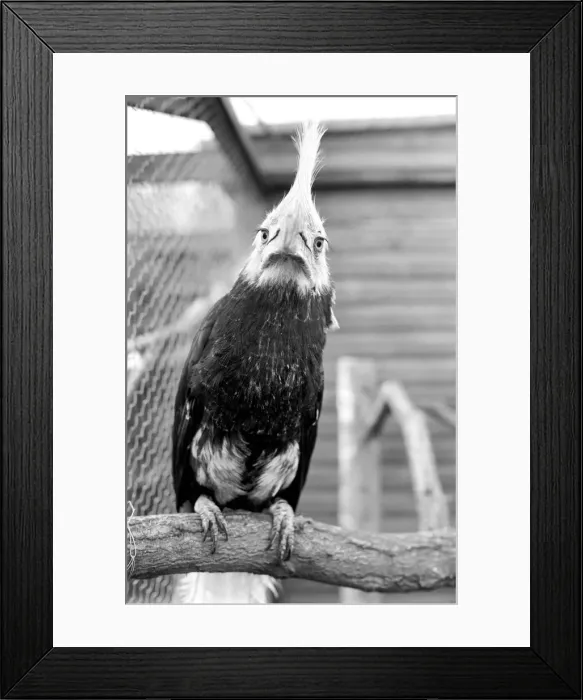 Framed Print : Animal: Bird: Humour: Unusual: nHumphreyi White Crested Hornbill Framed Print : Animal: Bird: Humour: Unusual: nHumphreyi White Crested Hornbill