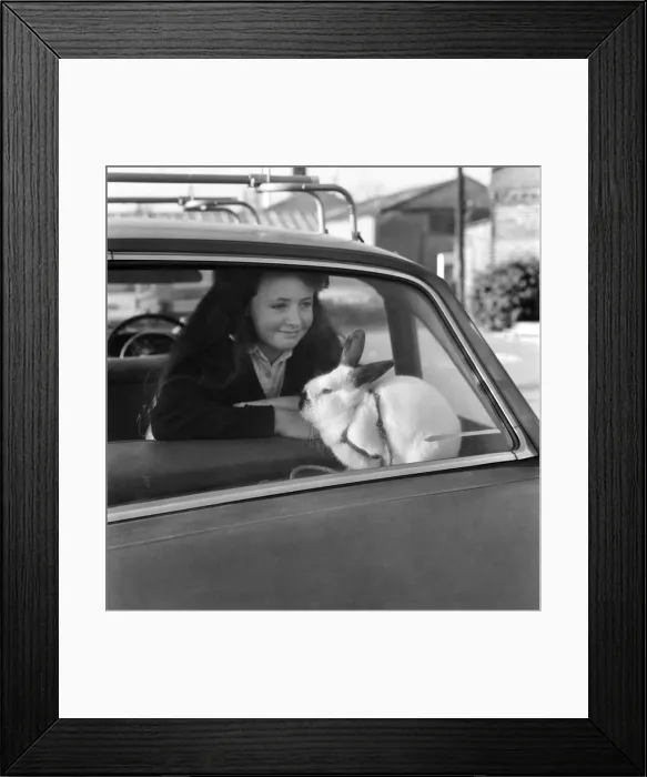 Framed Print : Animal / Cute: Girl / Child: Swedish dwarf rabbit. January 1976 76-00063-001 Framed Print : Animal / Cute: Girl / Child: Swedish dwarf rabbit. January 1976 76-00063-001