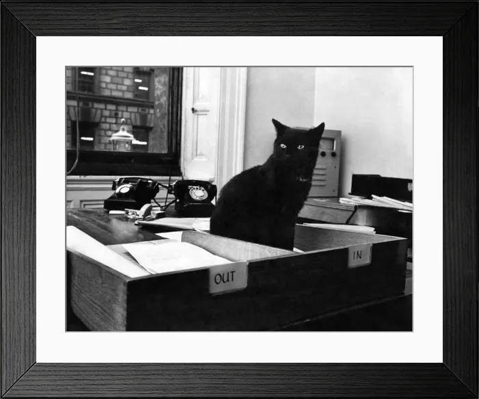 Framed Print : Peta gets VIP Welcome: Black cat Peta sits in an in Framed Print : Peta gets VIP Welcome: Black cat Peta sits in an in