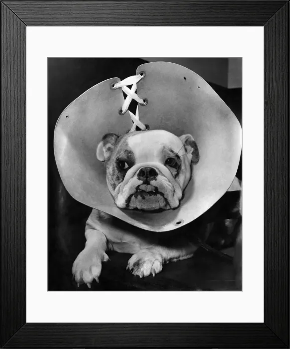 Framed Print : Animals: Dogs. Sheela - after face-lifting operation with hood on to prevent her rubbing Framed Print : Animals: Dogs. Sheela - after face-lifting operation with hood on to prevent her rubbing