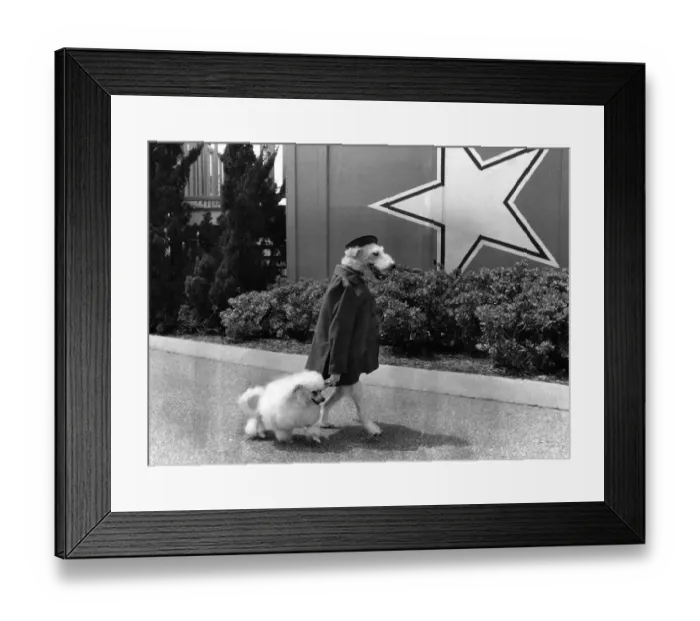 Framed Print : Animal Actors Dogs: Ben, dressed for his leading role, takes Chris for a walk Framed Print : Animal Actors Dogs: Ben, dressed for his leading role, takes Chris for a walk