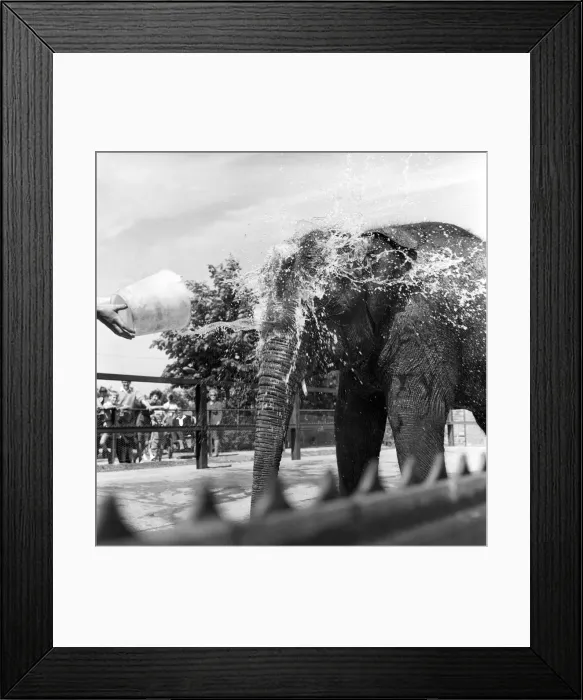 Framed Print : Bath Time For Marjorie The Elephant: Straight between the eyes and loving it Framed Print : Bath Time For Marjorie The Elephant: Straight between the eyes and loving it