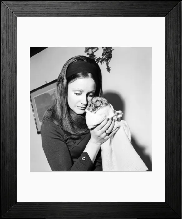Framed Print : Mrs. Valerie Davies who is caring for Fred'the injured Owl January 1971 Framed Print : Mrs. Valerie Davies who is caring for Fred'the injured Owl January 1971
