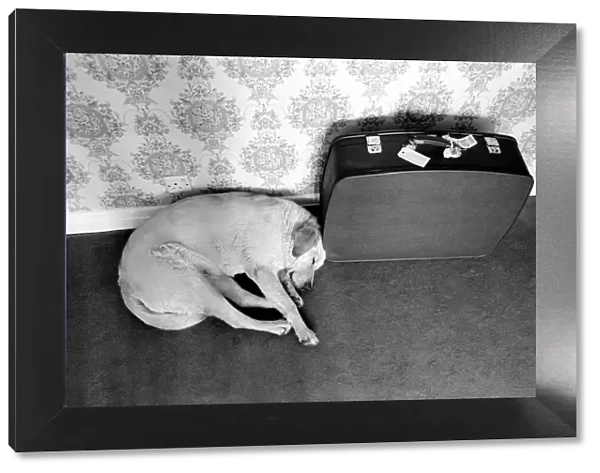 Dog Cleo. June 1970 70-5909