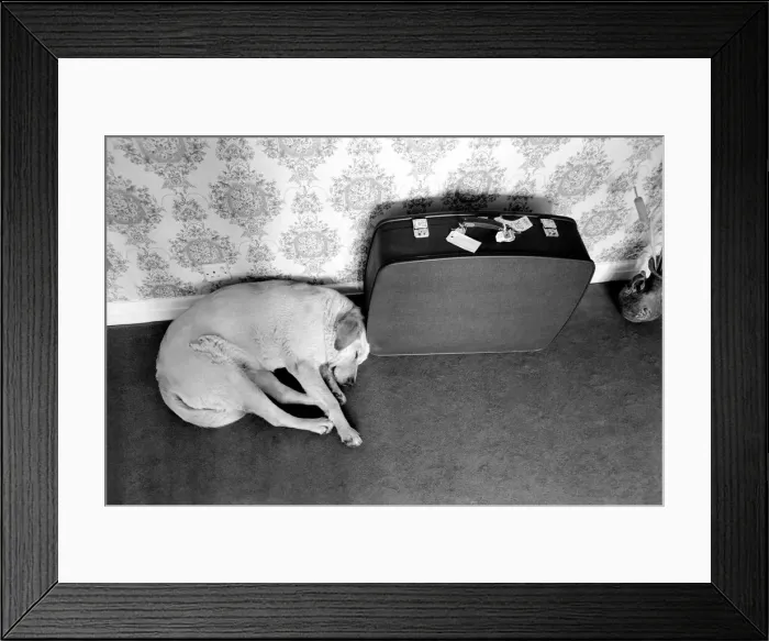 Framed Print : Dog Cleo. June 1970 70-5909 Framed Print : Dog Cleo. June 1970 70-5909