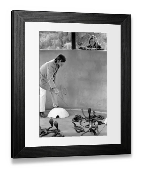 Framed Print : Snakes: Watched warily by his wife Patricia, snake handler Peter Waters goes back to work