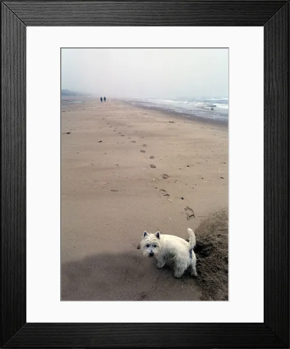 Framed Print : Toby the West Highland Terrier on the beach at Whitley Bay Framed Print : Toby the West Highland Terrier on the beach at Whitley Bay