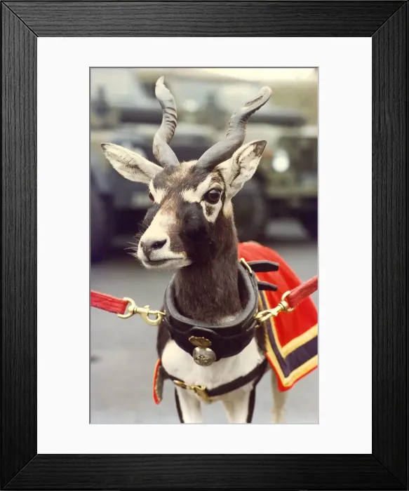 Framed Print : This goat is the mascot of the Royal Northumberland lFusiliers