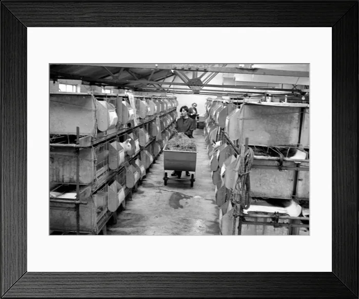 Framed Print : General scene of a Rabbit farm in Buxted Sussex. The farm rears Framed Print : General scene of a Rabbit farm in Buxted Sussex. The farm rears