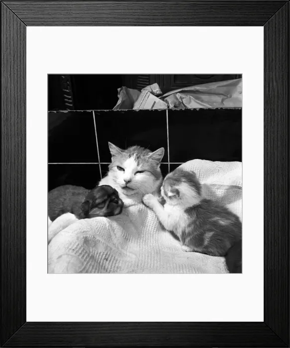 Framed Print : Cat who is fostering abandoned puppies. 1959 Framed Print : Cat who is fostering abandoned puppies. 1959